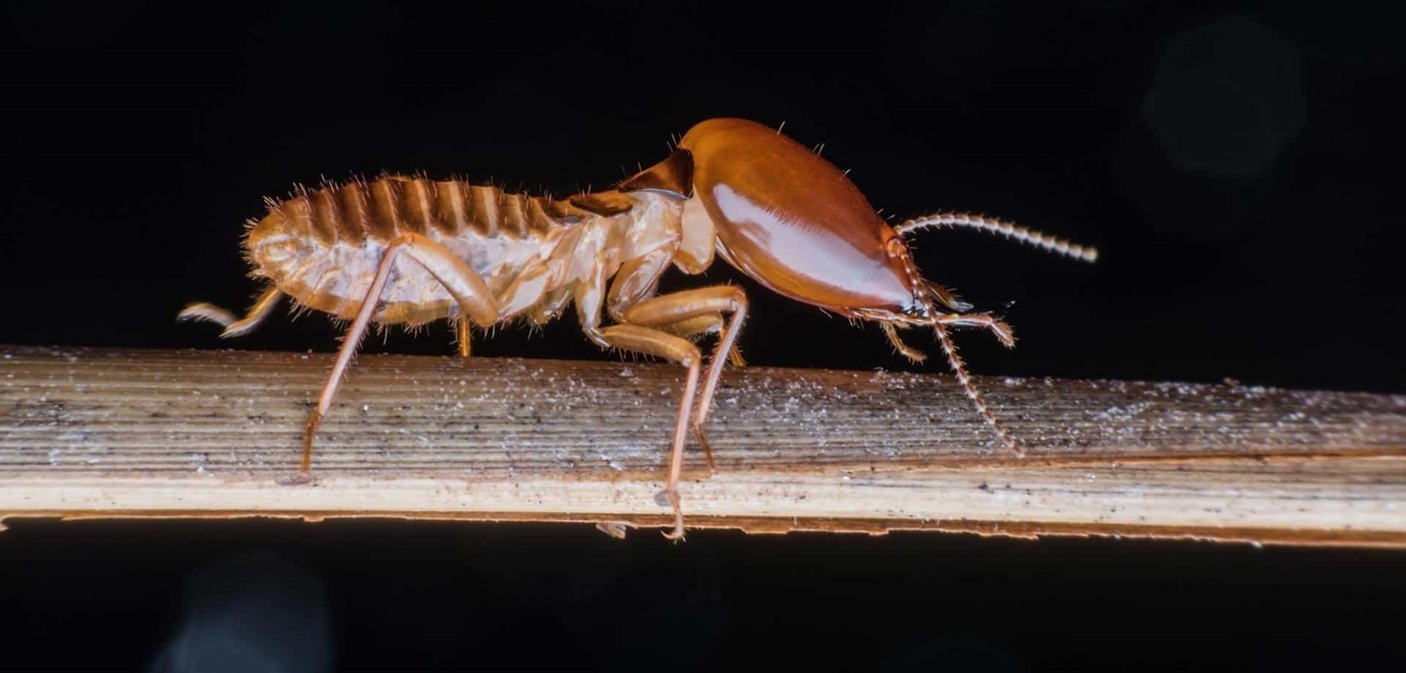 Diagnostic-Termites
